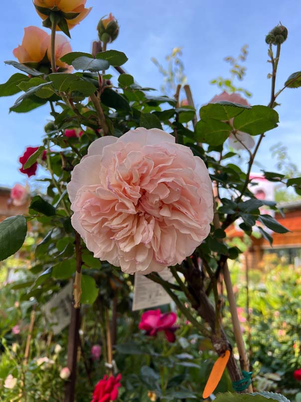 Rosiers