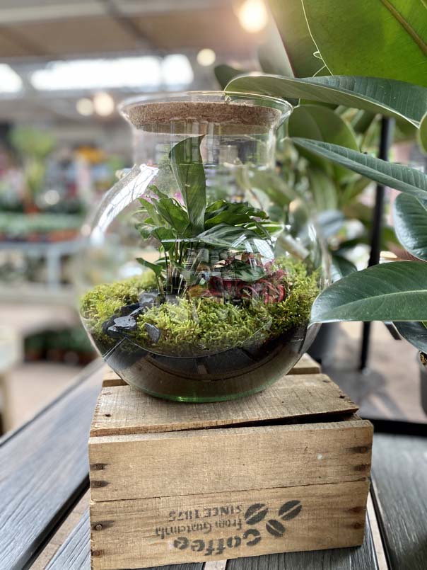 Terrariums