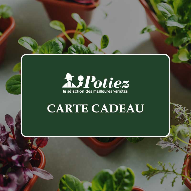 Carte cadeau